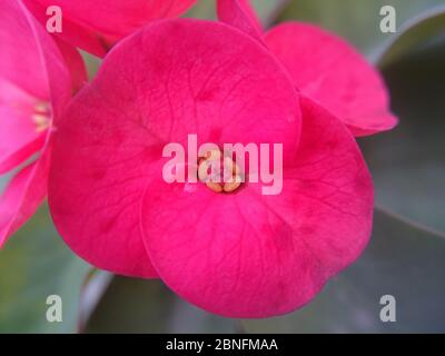 Gros plan d'une couronne de fleur d'épines Banque D'Images