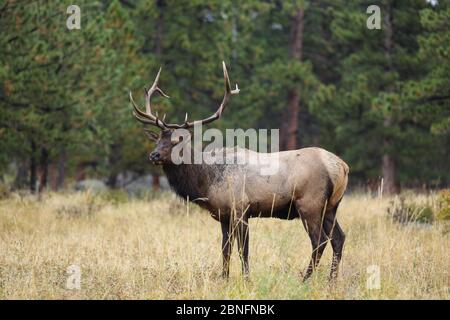 Le rout d'automne de l'élan de Bull Cervus canadensis dans le parc national des montagnes Rocheuses, Colorado Banque D'Images