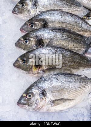 Gros plan de la dorade fraîche dans un présentoir réfrigéré de supermarché. Fruits de mer frais non cuits. Poisson frais à tête dorée sur glace dans la boutique du marché. Banque D'Images