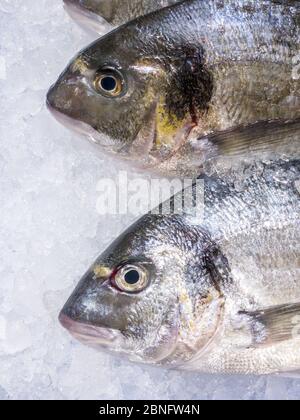 Gros plan de la dorade fraîche dans un présentoir réfrigéré de supermarché. Fruits de mer frais non cuits. Poisson frais à tête dorée sur glace dans la boutique du marché. Banque D'Images