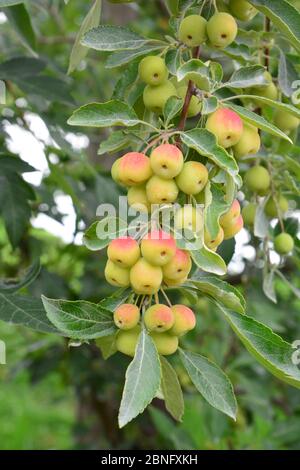 Le Malus transitoria, l'écrevisse à feuilles coupées, est une espèce de plante à fleurs du genre des écrevisse Malus de la famille des Rosaceae. Banque D'Images