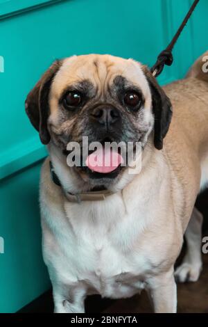 Photo verticale d'un pug dans un café de Francfort, en Allemagne Banque D'Images