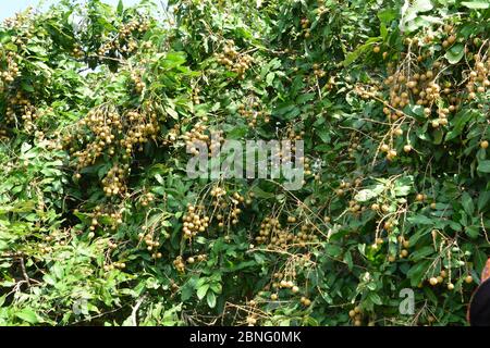 Le longane Fruit Tree - Litchi proche parent Banque D'Images