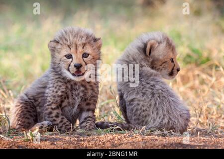 Deux petits petits petits petits petits petits petits chouettes Cheetah à Kruger Park Afrique du Sud, 4 semaines Banque D'Images