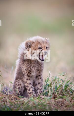 Petit guépard mignon petit et mignon assis et en arrache-pied dans Kruger Park Afrique du Sud Banque D'Images