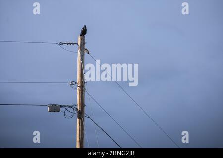 Taos, Nouveau-Mexique - OISEAU solo, corbeau perché au sommet du poteau Banque D'Images