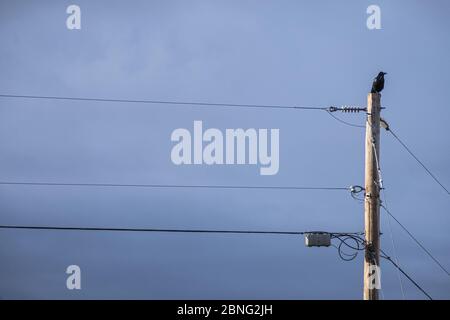 Taos, Nouveau-Mexique - OISEAU solo, corbeau perché au sommet du poteau Banque D'Images