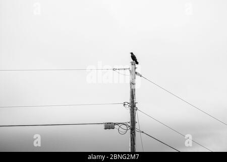 Taos, Nouveau-Mexique - OISEAU solo, corbeau perché au sommet du poteau Banque D'Images