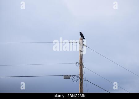 Taos, Nouveau-Mexique - OISEAU solo, corbeau perché au sommet du poteau Banque D'Images