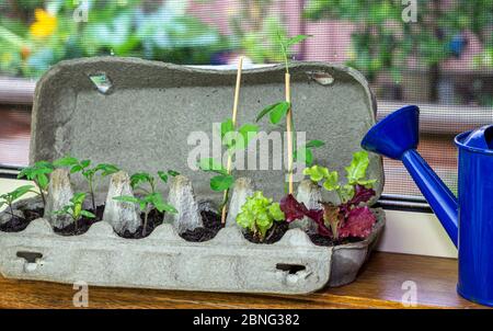 Gros plan des semis de légumes qui poussent dans une boîte à oeufs réutilisée sur le rebord de la fenêtre. Recyclez, réutilisez pour réduire les déchets et cultiver vos propres aliments. Banque D'Images