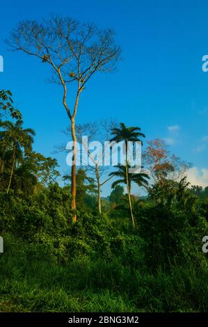 Forêt tropicale luxuriante près de la station de Cana dans le parc national de Darien, province de Darien, République du Panama. Banque D'Images