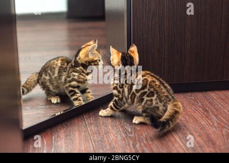 Mignon curieux chaton bengale regardant dans le miroir Banque D'Images