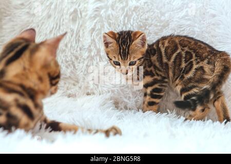 Deux chatons bengale mignons d'or et de couleur chorocoale jouant et se battant sur fond blanc. Banque D'Images