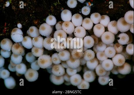 Champignons dans la forêt tropicale près de la station de Cana, parc national Darien, province de Darien, République du Panama. Banque D'Images