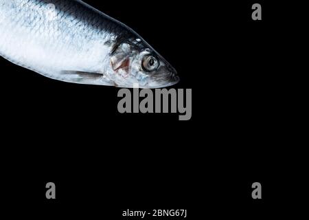 Poisson de hareng isolé sur fond noir. Groupe de poissons congelés. Poisson de l'atlantique glacé. Des erreurs. Motif de hareng. Texture du hareng. Espace vide. Banque D'Images