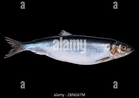 Poisson de hareng isolé sur fond noir. Groupe de poissons congelés. Poisson de l'atlantique glacé. Des erreurs. Motif de hareng. Texture du hareng. Espace vide. Banque D'Images