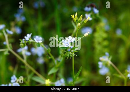 Oubliez-moi-non. Magnifique glade fleurs bleues. Fleurs bleues en fleur dans l'herbe verte Banque D'Images