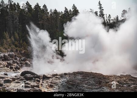 Belle vue de brouillard épais qui s'élève du sol près de les grands arbres Banque D'Images