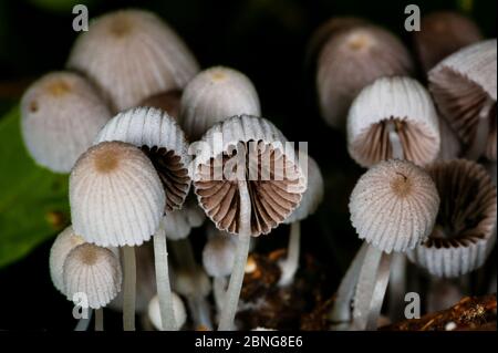 Champignons dans la forêt tropicale près de la station de Cana, parc national Darien, province de Darien, République du Panama. Banque D'Images