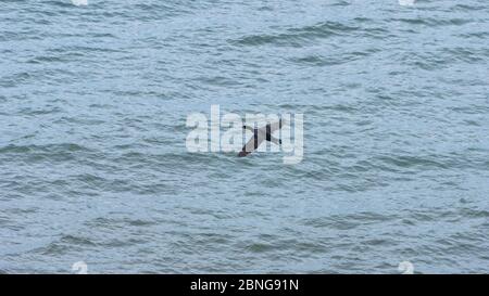 Cormorant survolant des marais de l'océan Atlantique dans le golfe du Saint-Laurent. Parc national de l'Île-du-Prince-Édouard, Canada. Banque D'Images