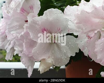 Gouttes d'eau sur les fleurs roses et blanches Banque D'Images