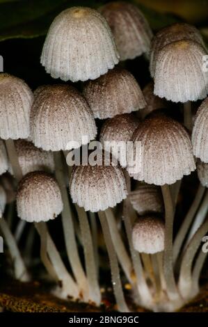 Champignons dans la forêt tropicale près de la station de Cana, parc national Darien, province de Darien, République du Panama. Banque D'Images