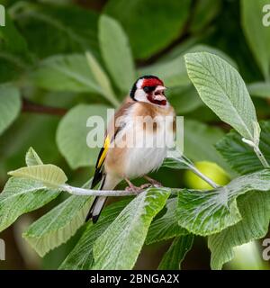 Goldfinch perchée sur le chant de branche d'arbre Banque D'Images