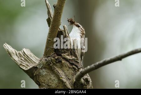 Un beau Treecreeper, Certhia familiaris, qui perche sur le côté d'un arbre avec un bec plein d'insectes qu'il va nourrir à ses bébés en un n. Banque D'Images