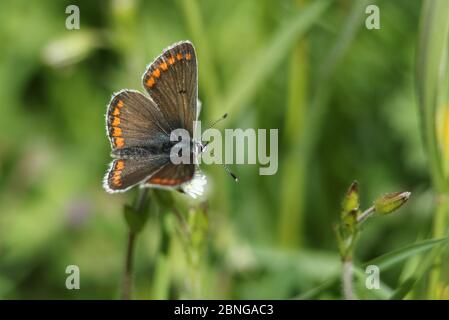 Un joli papillon brun Argus, Aricia agestis, qui se fixe sur une fleur de pâquerette au printemps au Royaume-Uni. Banque D'Images