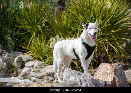 chien husky de sibérie dans le parc Banque D'Images