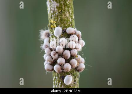 Kleines Nachtpfauenauge - Eier, Saturnia Pavonia, petite papillon empereur - oeufs Banque D'Images