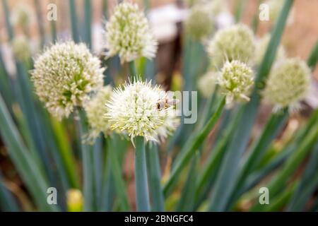 Miel abeille recueille le nectar sur les fleurs de l'oignon vivace (Allium) Banque D'Images