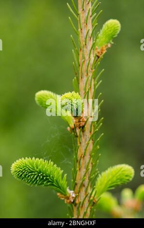 Picea, Piceoideae, Pinaceae, brindilles et aiguilles d'épinette verte fraîche en croissance jeune dans une forêt en Allemagne Banque D'Images