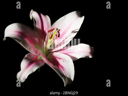 Studio gros plan d'une fleur de lis blanc (lilium) avec des rayures roses au centre de la feuille isolée sur noir dans un pur délice avec du shado Banque D'Images
