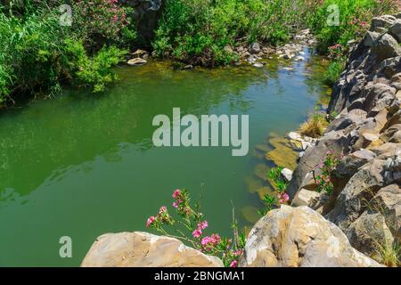 Vue sur la piscine des piliers hexagonaux de Zavitan, dans la réserve naturelle de la forêt de Yehudiya, sur les hauteurs du Golan, dans le nord d'Israël Banque D'Images