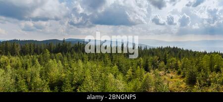 Belle vue panoramique sur la forêt tchèque d'été avec des arbres et une colline lointaine, parc national de Sumava Banque D'Images