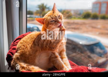 chat de tabby marron assis près de la fenêtre, léche sa patte Banque D'Images