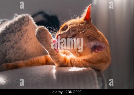 chat de tabby brun avec des yeux verts allongé sur un canapé, léche sa patte au soleil Banque D'Images