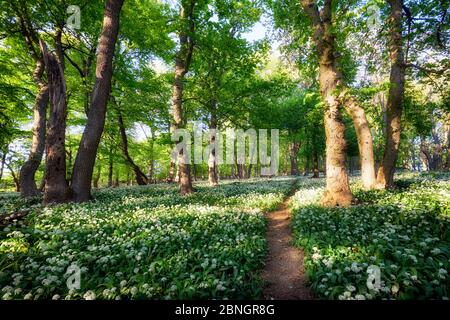 Ail blanc dans la forêt de printemps avec chemin, fleurs sauvages Banque D'Images