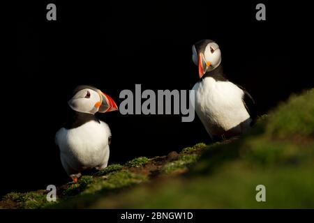 Atlantic Puffins (Fratercula arctica) Two reseting, Skomer Island, pays de Galles, Royaume-Uni, mai Banque D'Images