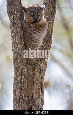 Lemilemur sportif de Hubbard (Lepilemur hubbardorum) dans la fourchette d'arbres, PN de Zombitse-Vohibasia, Madagascar Banque D'Images