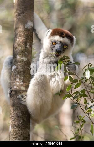 Sifaka de Verreaux (Propithecus verreauxi) se nourrissant sur les feuilles, PN de Zombitse-Vohibasia, Madagascar Banque D'Images