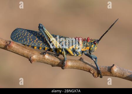 Criquet de l'Alouée arc-en-ciel (Phymateus saxosus) près du massif de Tsaranoro, PN d'Andringitra, Madagascar Banque D'Images