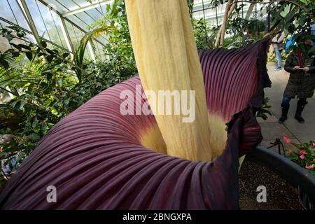 Fleur de Titan arum (Amorphophallus titanum), spécimen cultivé dans un jardin botanique, originaire de Sumatra. Kew Gardens, Londres, Royaume-Uni. 23 avril 2016 Banque D'Images