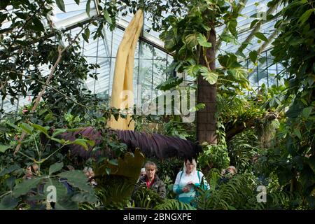 Visiteurs à Kew Gardens regardant Titan arum (Amorphophallus titanum), en fleur, spécimen cultivé dans le jardin botanique, natif de Sumatra. Kew Garde Banque D'Images