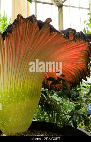 Exhare de Titan arum (Amorphophallus titanum), en fleur, spécimen cultivé dans le jardin botanique, natif de Sumatra. Kew Gardens, Londres, Royaume-Uni. 23 avril Banque D'Images