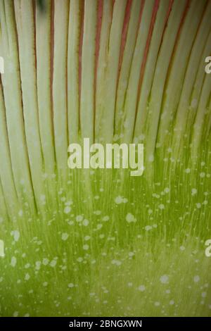 Titan arum (Amorphophallus titanum), en fleur, gros plan de la spae. Spécimen cultivé dans un jardin botanique, originaire de Sumatra. Kew Gardens, Londres, Royaume-Uni. Banque D'Images