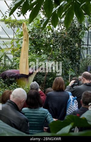 Visiteurs à Kew Gardens regardant Titan arum (Amorphophallus titanum), en fleur, spécimen cultivé dans le jardin botanique, natif de Sumatra. Kew Garde Banque D'Images