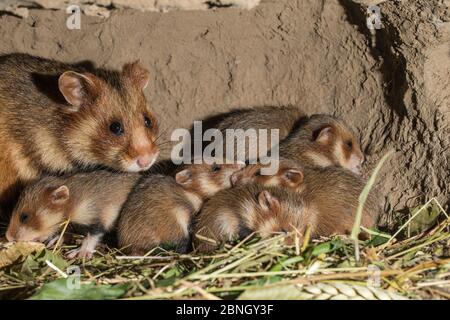 Grand hamster (Cricetus cricetus) femelle adulte à s'enfouir avec les jeunes, en captivité. Banque D'Images