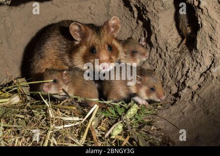 Grand hamster (Cricetus cricetus) femelle adulte à s'enfouir avec les jeunes, en captivité. Banque D'Images